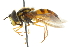  (Chrysotoxum triarcuatum - CNC DIPTERA 105373)  @11 [ ] CreativeCommons - Attribution (2011) CNC/CBG Photography Group Centre for Biodiversity Genomics