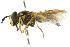  (Chrysotoxum volaticum - CNC DIPTERA 105376)  @13 [ ] CreativeCommons - Attribution (2011) CNC/CBG Photography Group Centre for Biodiversity Genomics