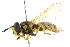  (Chrysotoxum verralli - CNC DIPTERA 105377)  @14 [ ] CreativeCommons - Attribution (2011) CNC/CBG Photography Group Centre for Biodiversity Genomics
