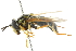  ( - CNC DIPTERA 105378)  @14 [ ] CreativeCommons - Attribution (2011) CNC/CBG Photography Group Centre for Biodiversity Genomics
