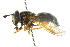  ( - CNC DIPTERA 105379)  @13 [ ] CreativeCommons - Attribution (2011) CNC/CBG Photography Group Centre for Biodiversity Genomics