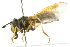  ( - CNC DIPTERA 105380)  @13 [ ] CreativeCommons - Attribution (2011) CNC/CBG Photography Group Centre for Biodiversity Genomics