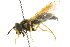  ( - CNC DIPTERA 105381)  @11 [ ] CreativeCommons - Attribution (2011) CNC/CBG Photography Group Centre for Biodiversity Genomics