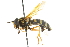  ( - CNC DIPTERA 105382)  @13 [ ] CreativeCommons - Attribution (2011) CNC/CBG Photography Group Centre for Biodiversity Genomics