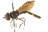  (Pelecinobaccha alicia - CNC DIPTERA 105390)  @11 [ ] CreativeCommons - Attribution (2011) CNC/CBG Photography Group Centre for Biodiversity Genomics