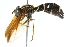  (Doros profuges - CNC DIPTERA 105413)  @14 [ ] CreativeCommons - Attribution (2011) CNC/CBG Photography Group Centre for Biodiversity Genomics