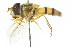  (Epistrophe aino - CNC DIPTERA 105415)  @14 [ ] CreativeCommons - Attribution (2011) CNC/CBG Photography Group Centre for Biodiversity Genomics