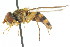  (Epistrophe annulitarsis - CNC DIPTERA 105421)  @14 [ ] CreativeCommons - Attribution (2011) CNC/CBG Photography Group Centre for Biodiversity Genomics