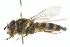  ( - CNC DIPTERA 105423)  @14 [ ] CreativeCommons - Attribution (2011) CNC/CBG Photography Group Centre for Biodiversity Genomics