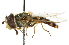  ( - CNC DIPTERA 105436)  @11 [ ] CreativeCommons - Attribution (2011) CNC/CBG Photography Group Centre for Biodiversity Genomics