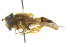  ( - CNC DIPTERA 105524)  @13 [ ] CreativeCommons - Attribution (2011) CNC/CBG Photography Group Centre for Biodiversity Genomics