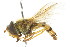  ( - CNC DIPTERA 105525)  @14 [ ] CreativeCommons - Attribution (2011) CNC/CBG Photography Group Centre for Biodiversity Genomics