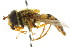  ( - CNC DIPTERA 105526)  @13 [ ] CreativeCommons - Attribution (2011) CNC/CBG Photography Group Centre for Biodiversity Genomics