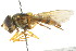  (Epistrophe melanostoma - CNC DIPTERA 105527)  @14 [ ] CreativeCommons - Attribution (2011) CNC/CBG Photography Group Centre for Biodiversity Genomics
