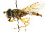  ( - CNC DIPTERA 105528)  @11 [ ] CreativeCommons - Attribution (2011) CNC/CBG Photography Group Centre for Biodiversity Genomics
