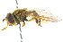  ( - CNC DIPTERA 105529)  @11 [ ] CreativeCommons - Attribution (2011) CNC/CBG Photography Group Centre for Biodiversity Genomics