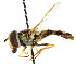  ( - CNC DIPTERA 105533)  @11 [ ] CreativeCommons - Attribution (2011) CNC/CBG Photography Group Centre for Biodiversity Genomics