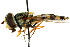  ( - CNC DIPTERA 105534)  @11 [ ] CreativeCommons - Attribution (2011) CNC/CBG Photography Group Centre for Biodiversity Genomics