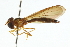  (Nuntianus debasa - CNC DIPTERA 105535)  @13 [ ] CreativeCommons - Attribution (2011) CNC/CBG Photography Group Centre for Biodiversity Genomics
