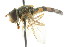  (Epistrophe euchromus - CNC DIPTERA 105558)  @13 [ ] CreativeCommons - Attribution (2011) CNC/CBG Photography Group Centre for Biodiversity Genomics