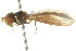  ( - CNC DIPTERA 105562)  @11 [ ] CreativeCommons - Attribution (2011) CNC/CBG Photography Group Centre for Biodiversity Genomics