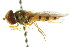  (Melangyna cincta - CNC DIPTERA 105570)  @14 [ ] CreativeCommons - Attribution (2011) CNC/CBG Photography Group Centre for Biodiversity Genomics