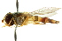  ( - CNC DIPTERA 105571)  @13 [ ] CreativeCommons - Attribution (2011) CNC/CBG Photography Group Centre for Biodiversity Genomics