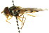  ( - CNC DIPTERA 105572)  @13 [ ] CreativeCommons - Attribution (2011) CNC/CBG Photography Group Centre for Biodiversity Genomics