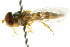  ( - CNC DIPTERA 105573)  @13 [ ] CreativeCommons - Attribution (2011) CNC/CBG Photography Group Centre for Biodiversity Genomics