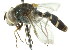  ( - CNC DIPTERA 105580)  @13 [ ] CreativeCommons - Attribution (2011) CNC/CBG Photography Group Centre for Biodiversity Genomics
