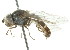  (Melangyna sexguttata - CNC DIPTERA 105582)  @13 [ ] CreativeCommons - Attribution (2011) CNC/CBG Photography Group Centre for Biodiversity Genomics