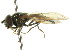  ( - CNC DIPTERA 105583)  @12 [ ] CreativeCommons - Attribution (2011) CNC/CBG Photography Group Centre for Biodiversity Genomics