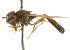  ( - CNC DIPTERA 105585)  @11 [ ] CreativeCommons - Attribution (2011) CNC/CBG Photography Group Centre for Biodiversity Genomics
