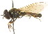  ( - CNC DIPTERA 105586)  @13 [ ] CreativeCommons - Attribution (2011) CNC/CBG Photography Group Centre for Biodiversity Genomics