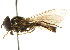  ( - CNC DIPTERA 105587)  @13 [ ] CreativeCommons - Attribution (2011) CNC/CBG Photography Group Centre for Biodiversity Genomics