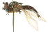  ( - CNC DIPTERA 105589)  @13 [ ] CreativeCommons - Attribution (2011) CNC/CBG Photography Group Centre for Biodiversity Genomics
