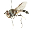  ( - CNC DIPTERA 105652)  @11 [ ] CreativeCommons - Attribution (2011) CNC/CBG Photography Group Centre for Biodiversity Genomics