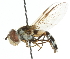  ( - CNC DIPTERA 105654)  @11 [ ] CreativeCommons - Attribution (2011) CNC/CBG Photography Group Centre for Biodiversity Genomics