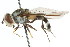  ( - CNC DIPTERA 105655)  @13 [ ] CreativeCommons - Attribution (2011) CNC/CBG Photography Group Centre for Biodiversity Genomics