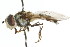  ( - CNC DIPTERA 105656)  @13 [ ] CreativeCommons - Attribution (2011) CNC/CBG Photography Group Centre for Biodiversity Genomics