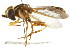  ( - CNC DIPTERA 105659)  @11 [ ] CreativeCommons - Attribution (2011) CNC/CBG Photography Group Centre for Biodiversity Genomics