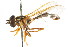  ( - CNC DIPTERA 105660)  @13 [ ] CreativeCommons - Attribution (2011) CNC/CBG Photography Group Centre for Biodiversity Genomics