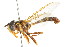  (Mimocalla bonariensis - CNC DIPTERA 105662)  @14 [ ] CreativeCommons - Attribution (2011) CNC/CBG Photography Group Centre for Biodiversity Genomics