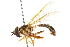  ( - CNC DIPTERA 105663)  @14 [ ] CreativeCommons - Attribution (2011) CNC/CBG Photography Group Centre for Biodiversity Genomics