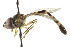  ( - CNC DIPTERA 105664)  @14 [ ] CreativeCommons - Attribution (2011) CNC/CBG Photography Group Centre for Biodiversity Genomics