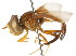  (Hybobathus rubricosus - CNC DIPTERA 105667)  @11 [ ] CreativeCommons - Attribution (2011) CNC/CBG Photography Group Centre for Biodiversity Genomics