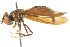  (Nuntianus pullus - CNC DIPTERA 105672)  @11 [ ] CreativeCommons - Attribution (2011) CNC/CBG Photography Group Centre for Biodiversity Genomics