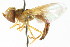  (Hybobathus vampyrus - CNC DIPTERA 105675)  @11 [ ] CreativeCommons - Attribution (2011) CNC/CBG Photography Group Centre for Biodiversity Genomics
