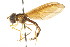  ( - CNC DIPTERA 105676)  @11 [ ] CreativeCommons - Attribution (2011) CNC/CBG Photography Group Centre for Biodiversity Genomics