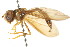  ( - CNC DIPTERA 105677)  @11 [ ] CreativeCommons - Attribution (2011) CNC/CBG Photography Group Centre for Biodiversity Genomics